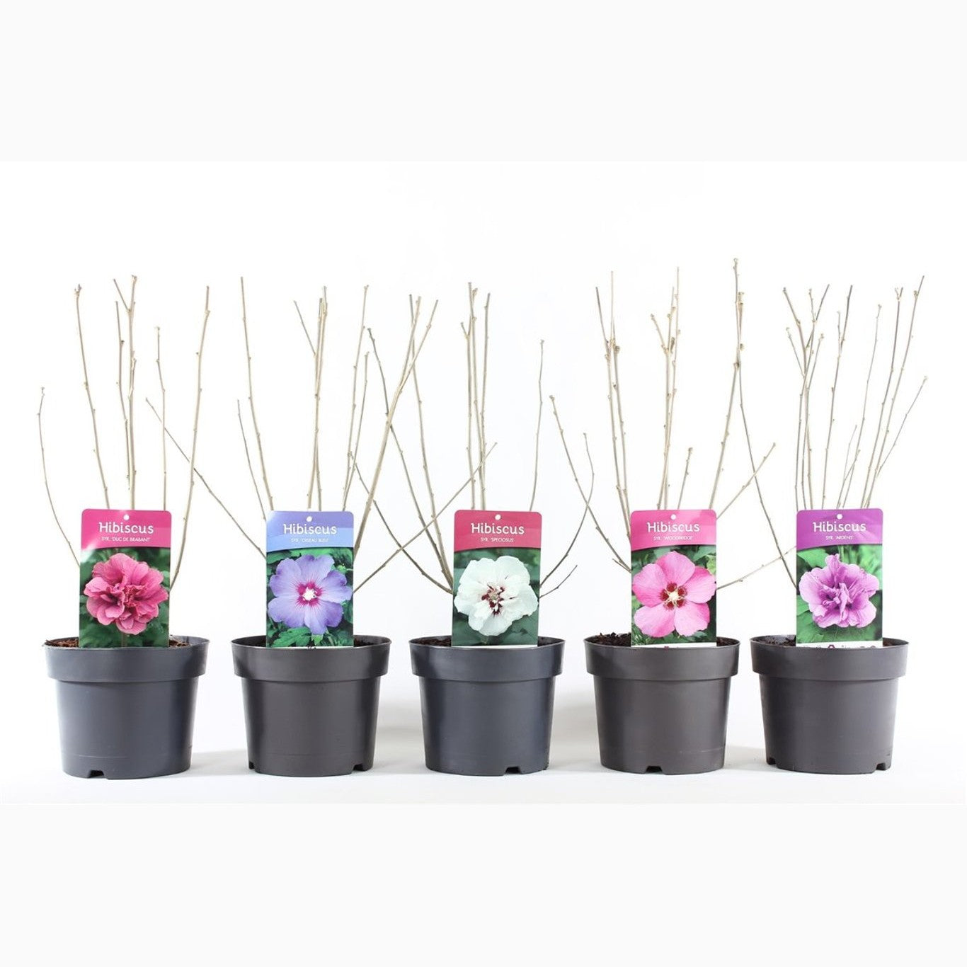 Hibiskus – Hibiscus Gemengd - C3